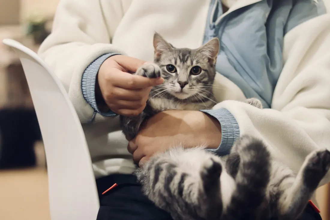 A grey tabby cat resting calmly in its owner's lap in a waiting room