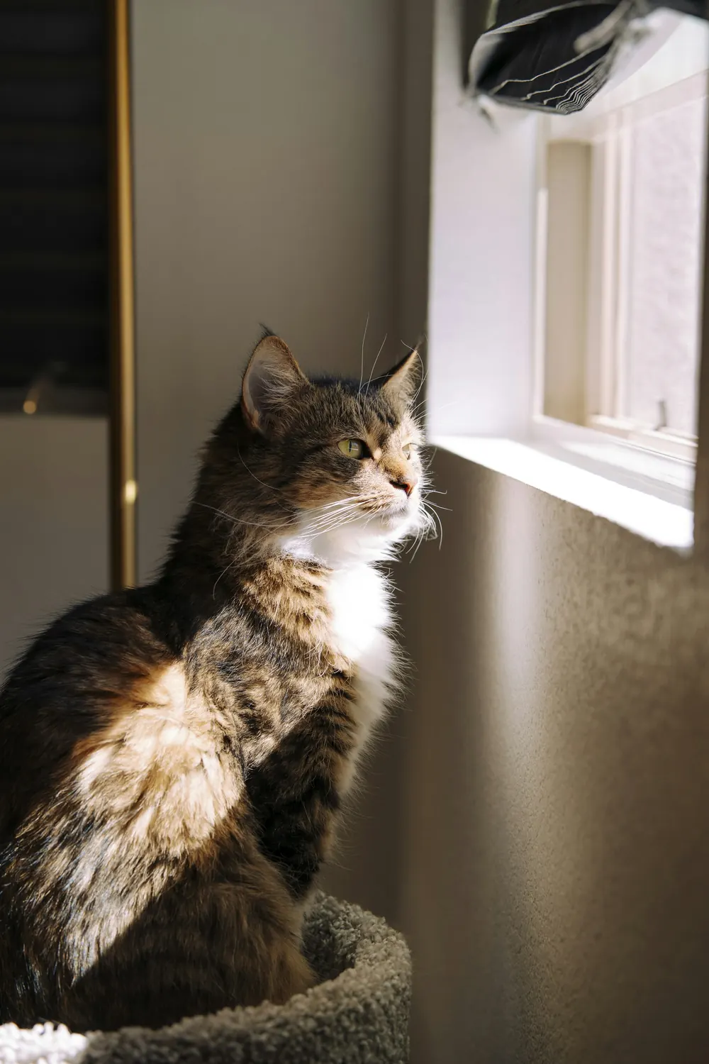 A tabby and white cat sitting in warm light beside a window
