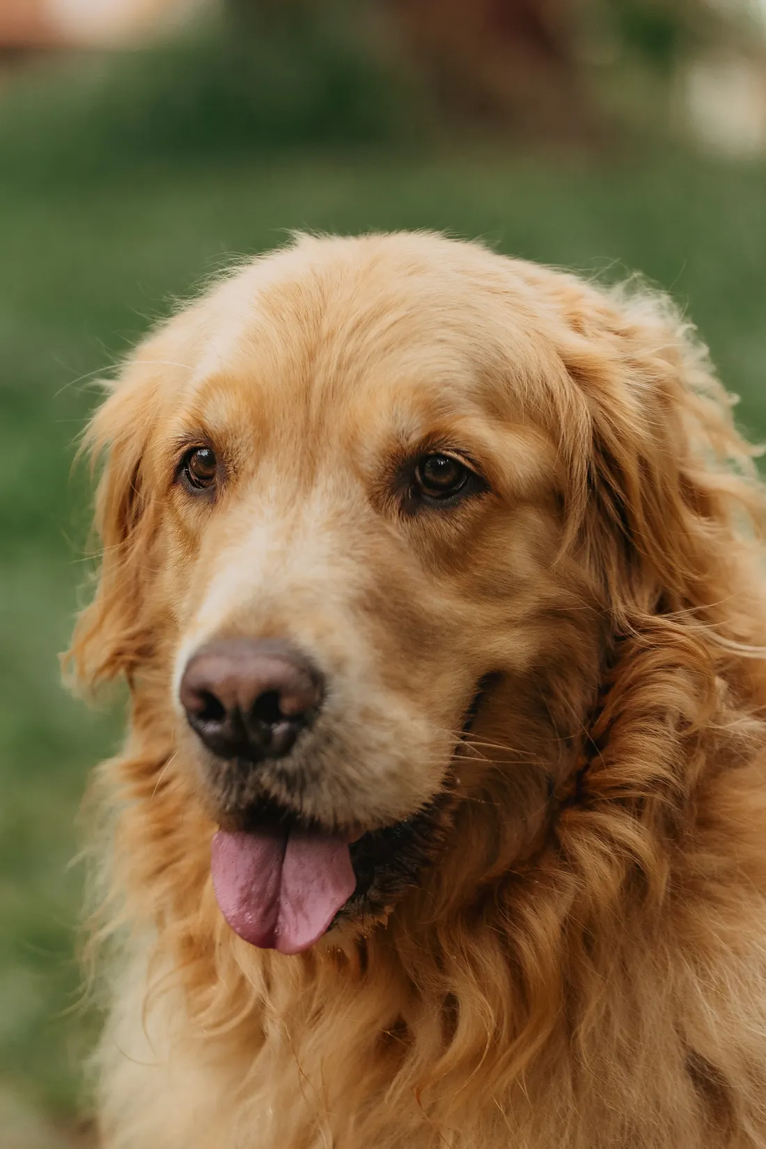 A golden retriever with a soft, happy expression looking just past the camera