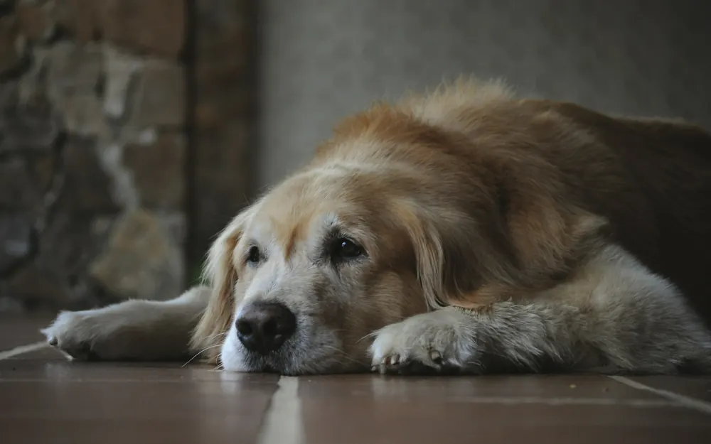 An older golden retriever with a pale muzzle resting its head on its paws on a tiled floor