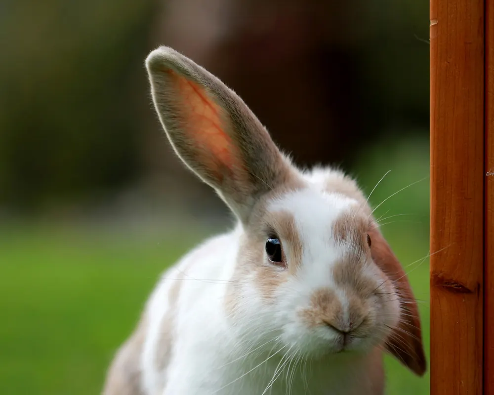 A white and brown rabbit with one ear raised, looking toward the camera