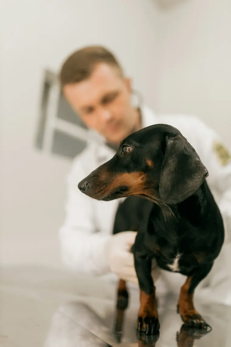 A veterinarian in a white coat gently holding a black and tan dachshund during an exam