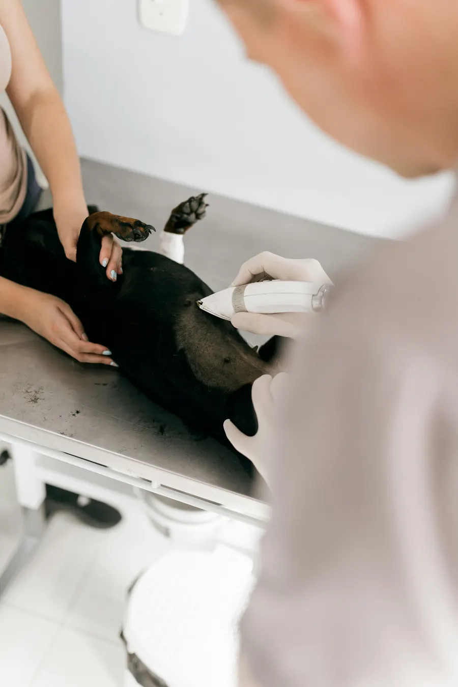 A veterinarian gently preparing a black dog on a clean stainless exam table while a technician steadies the dog